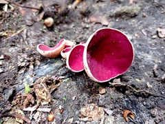 Phillipsia domingensis