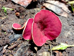 Phillipsia domingensis