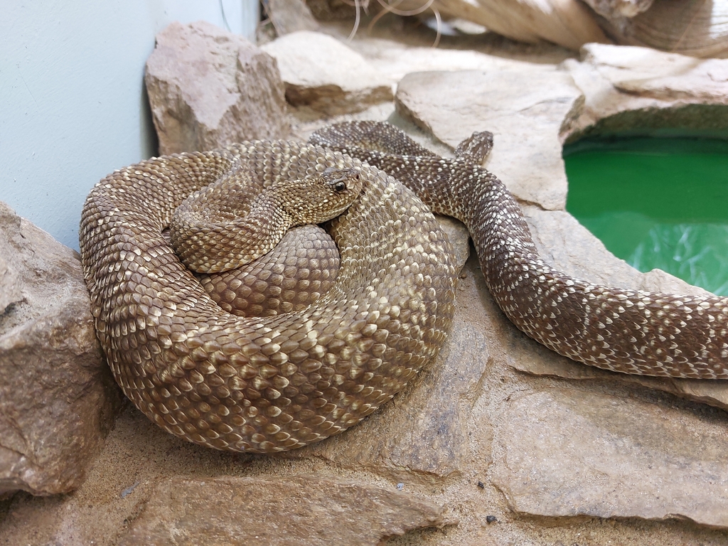 Cascabel Rattlesnake