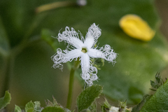 Trichosanthes cucumerina