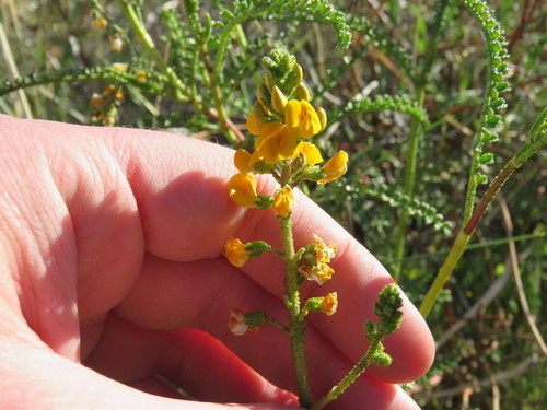 Adesmia boronioides, photograph 3