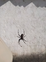 Neoscona orizabensis