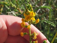 Adesmia boronioides, photograph Nicolas Olejnik, CC BY, iNaturalist via GBIF
