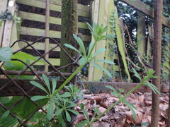Galium aparine