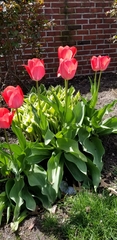 Tulipa
