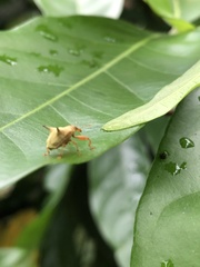 Odontopus nigrispinis