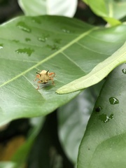 Odontopus nigrispinis