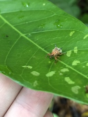 Odontopus nigrispinis