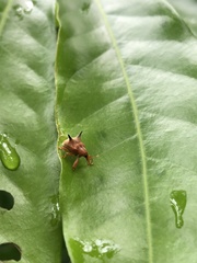 Odontopus nigrispinis