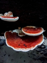 Rigidoporus microporus