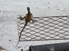 Hydrosaurus pustulatus