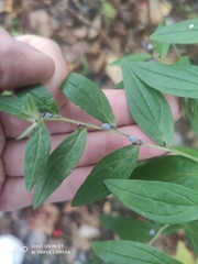 Lithospermum officinale