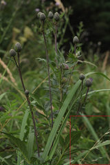 Helictochloa hookeri schelliana