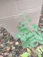 Lithospermum officinale
