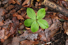 Xanthosoma wendlandii