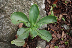 Gibbiflorae