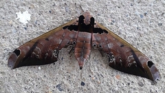 Adhemarius sexoculata