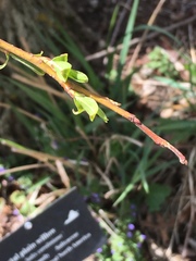 Salix caroliniana
