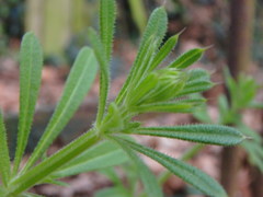 Galium aparine
