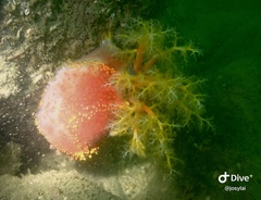 Pseudocolochirus violaceus