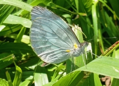 Dismorphia crisia foedora