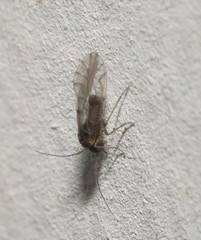 Lachesilla nubilis