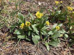 Ranunculus glaberrimus ellipticus
