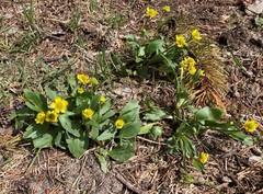 Ranunculus glaberrimus ellipticus