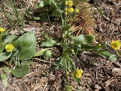Ranunculus glaberrimus ellipticus