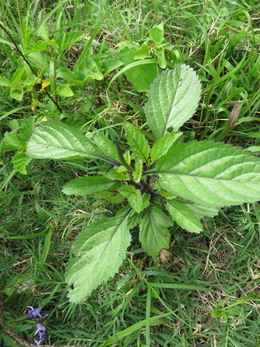 Stachytarpheta cayennensis