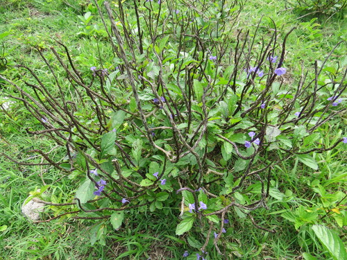 Stachytarpheta dichotoma iNat (3)