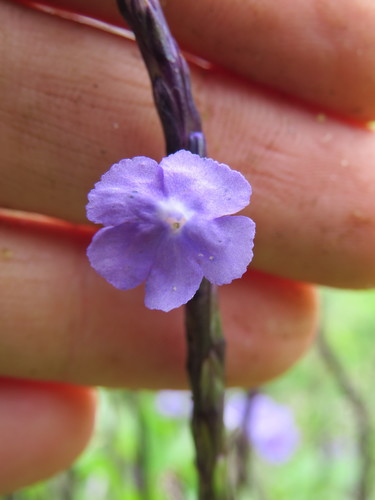 Stachytarpheta cayennensis