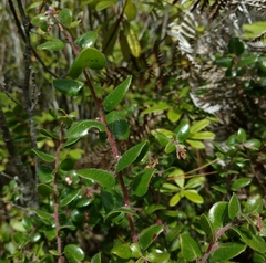 Arctostaphylos nummularia