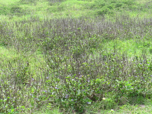 Stachytarpheta cayennensis