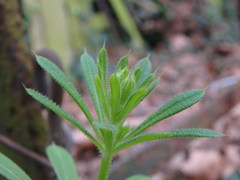Galium aparine