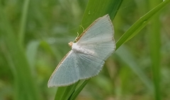 Leuciris