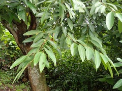 Cinnamomum iners
