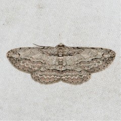 Iridopsis pergracilis