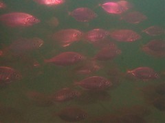 Pseudocaranx georgianus
