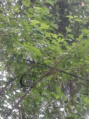Copsychus saularis ceylonensis