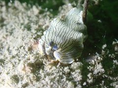 Dermatobranchus dendronephthyphagus