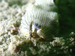 Dermatobranchus dendronephthyphagus