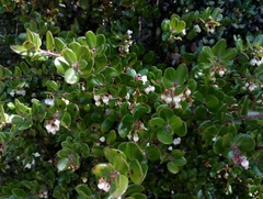 Arctostaphylos nummularia