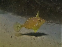 Scobinichthys granulatus