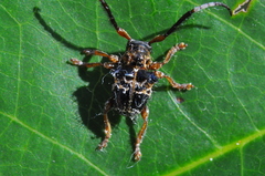 Tessarecphora arachnoides