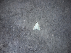 Margaroniini