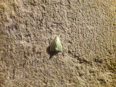 Margaroniini