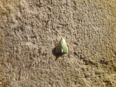 Margaroniini