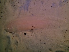 Broadhurst's Tongue Sole photo 4