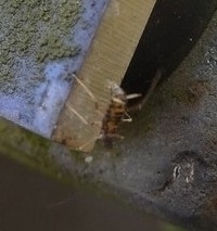 Insecta